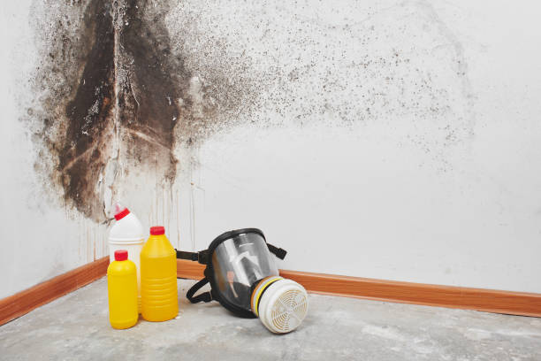 Best Residential Mold Removal  in Monument Hills, CA