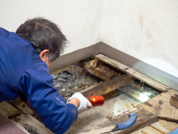 Best Office Mold Removal Services  in Monument Hills, CA