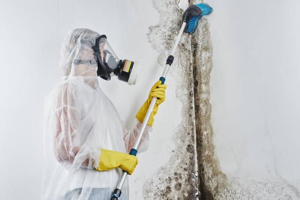 Best Crawl Space Mold Removal  in Monument Hills, CA