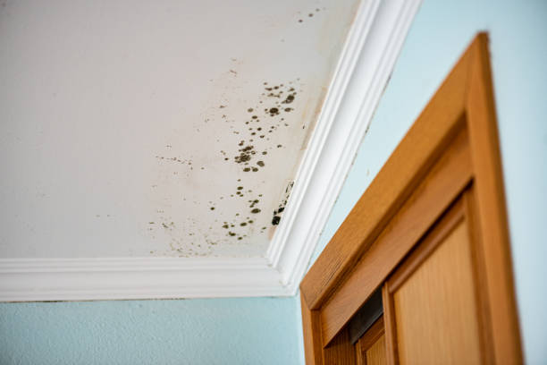 Monument Hills, CA Mold Removal Company