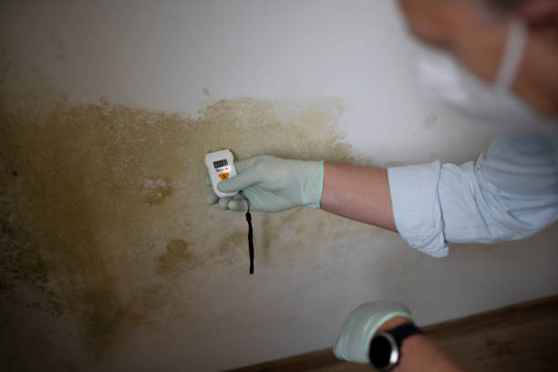 Best Certified Mold Removal  in Monument Hills, CA