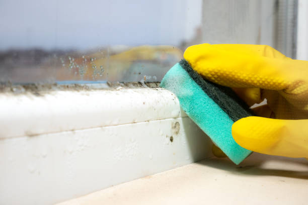 Best Commercial Mold Removal  in Monument Hills, CA