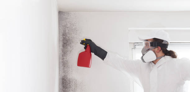 Best Black Mold Removal  in Monument Hills, CA
